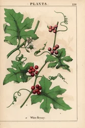 Rote Zaunrübe mit roten Beeren. Bryonia dioica, aus "The Instructive Picturebook, or Lessons from the Vegetable World," [Charlotte Mary Yonge], Edinburgh