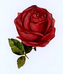 Rote Rose