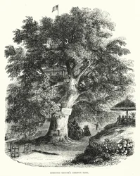 Robinson Crusoes Kastanienbaum