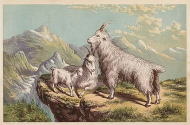 Rocky Mountain Ziege, Aplocerus Montanus