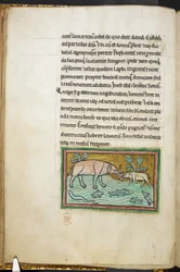 Ein großer und ein kleiner Elefant in einem Bach voller Fische