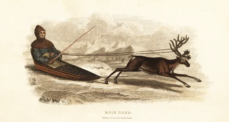 Sami-Lappländer in einem von einem Rentier gezogenen Schlitten, Rangifer tarandus