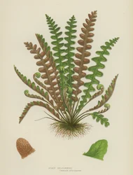 Schuppenfarn