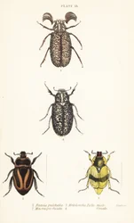 Skarabäuskäfer: Pelidnota pulchella subsp