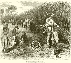 Szene auf einer Zuckerplantage