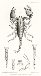 Skorpione aus Somaliland, Illustration aus The Hope Reports, Bd. II, 1897-1900, herausgegeben von Edward B. Poulton, Oxford, 1901