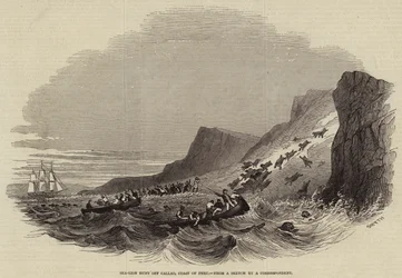 Seelöwenjagd vor Callao, Küste von Peru (Gravur)