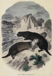 Seeotter von Kamtschatka (kolorierte Gravur)