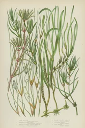 Meer-Ruppia, Gehörntes Teichkraut, Breitblättriges Gras-Wrack, Zwerggras-Wrack, Flexibles Naias, Meeres-Naias