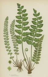 Meeres-Milzfarn, Grüner Milzfarn