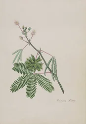 Empfindliche Pflanze, Illustration aus einem Album von Gedichten, ca. 1828