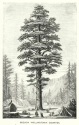 Sequoia (Wellingtonia) Gigantea (Gravur)