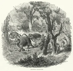 Elefantenjagd (Gravur)