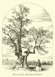 Shrew-Ash, Richmond Park