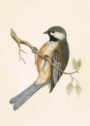 Sibirische Meise, Illustration aus 
