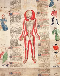 Skelett, aus De arte phisicali e de cirugia von John Ardene, 1412