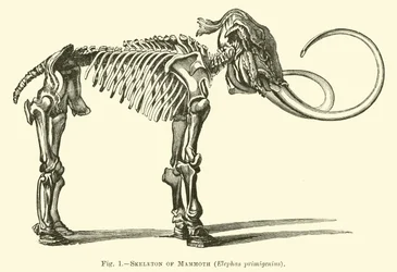 Skelett eines Mammuts, Elephas primigenius