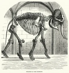 Skelett des Elefanten