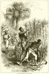 Sklavenarbeit auf einer Plantage