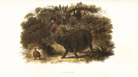 Slut, die weibliche Schwein, die von Richard Toomer, Wildhüter von Sir Henry Mildmay, zum Vorstehhund ausgebildet wurde
