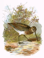 Schnepfe