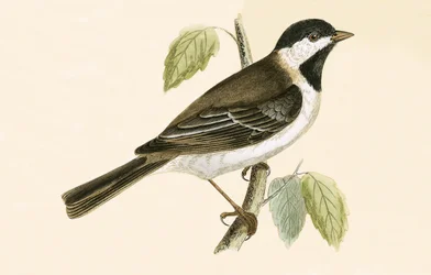 Sombre Tit, Illustration aus 