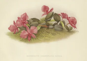 Sophronitis grandiflora rosea