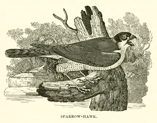 Sperber (Gravur)
