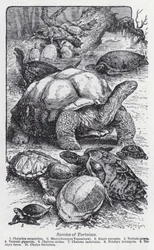 Arten von Schildkröten