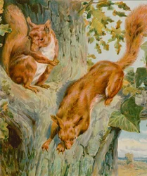 Heim des Eichhörnchens