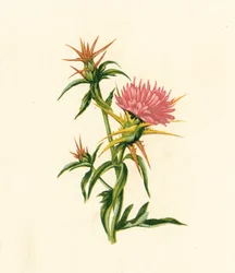 Eselsdistel, Centaurea Calcitrapa