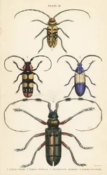 Sternotomis pulchra, Tragocephala formosa, Holunderbohrer, Desmocerus palliatus und Thysia wallichii