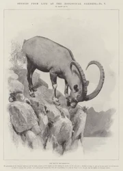 Studien aus dem Leben im Zoologischen Garten