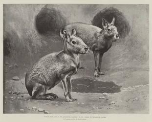 Studien aus dem Leben im Zoologischen Garten, Maras oder patagonische Meerschweinchen