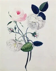 Studie von weißen und rosa Rosen, ca. 1820