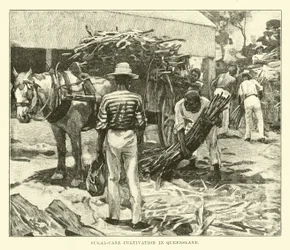 Zuckerrohranbau in Queensland