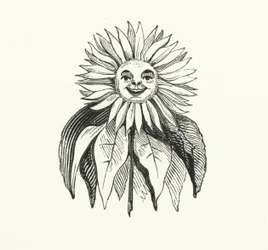 Sonnenblume