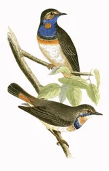 Schwedische Blaukehlchen, Illustration aus 