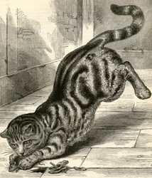 Getigerte Katze, die auf eine Maus springt