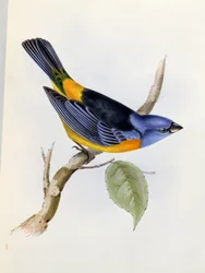 Tanagra Darwini, Tafel 34 aus Die Zoologie der Reise der H.M.S. Beagle 1832-36, von Charles Darwin, 1840