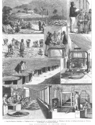Teekultivierung in Britisch-Indien, 1876