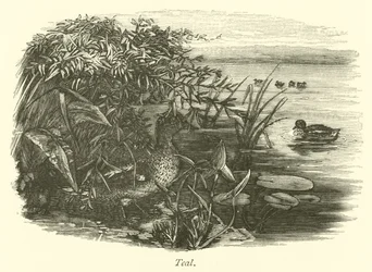 Krickenten