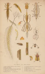 Die Eintagsfliege, Sialis lutarius