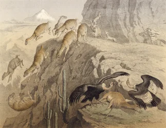 Die Anden in Peru, Jagd auf das Lama, der Kondor