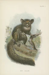 Der Aye-Aye