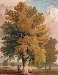 Die Buche im frühen Herbst