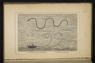 Der Käfer bei der Geburt, Frontispiz zu 