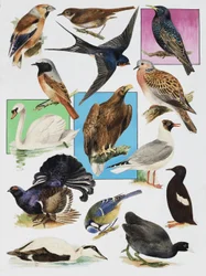 Die Vögel Britanniens