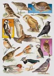 Die Vögel Britanniens