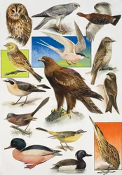 Die Vögel Britanniens